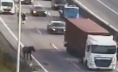 Kali shkaktoi vonesa në trafik kur përfundoi në skajin e një autostrade në Portugali
