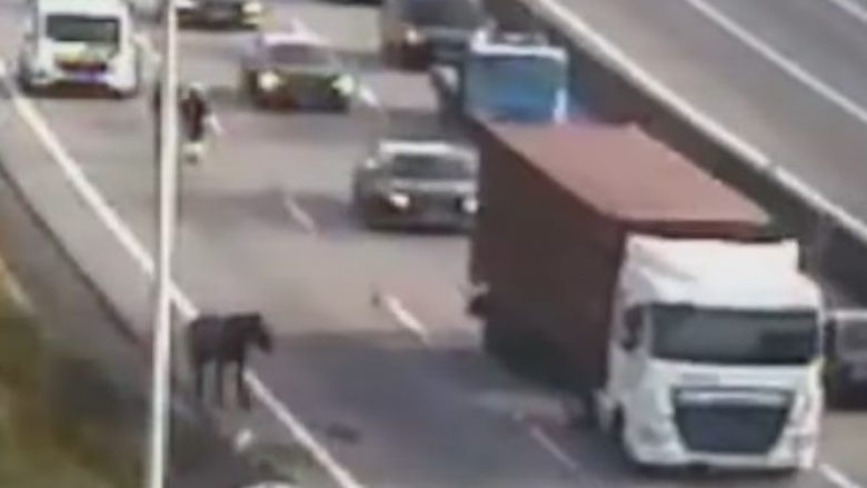 Kali shkaktoi vonesa në trafik kur përfundoi në skajin e një autostrade në Portugali