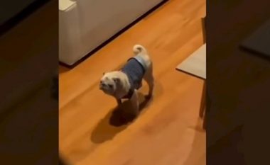 Videoja e këtij qeni bëri të qeshin mijëra në rrjetet sociale