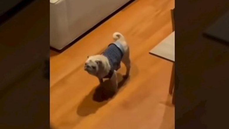 Videoja e këtij qeni bëri të qeshin mijëra në rrjetet sociale