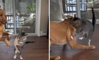 Shfaqen pamjet e përleshjes mes një maceje dhe qeni, videoja bëri të qeshin miliona njerëz