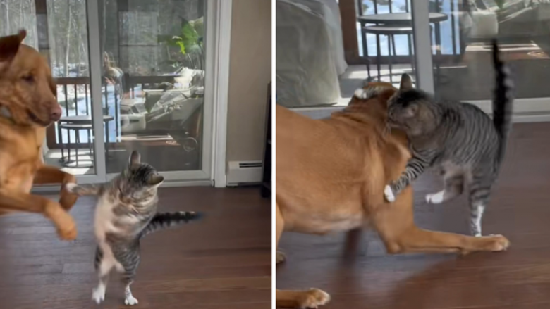 Shfaqen pamjet e përleshjes mes një maceje dhe qeni, videoja bëri të qeshin miliona njerëz