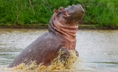Një aksident me veturë vret hipopotamin e Pablo Escobarit në Kolumbi
