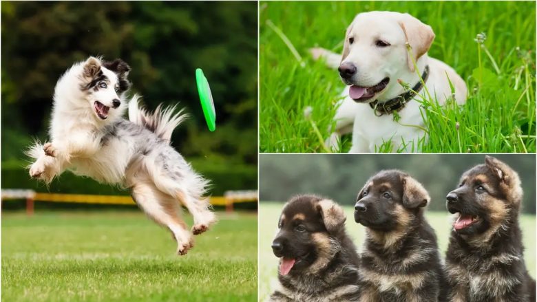 Shkencëtarët zbuluan se cila racë e qenve është më pak inteligjente