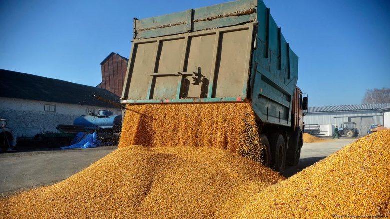Pse disa vende po i ndalojnë importet e grurit dhe produkteve ushqimore nga Ukraina?