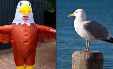 Kopshti zoologjik i Blackpool punëson persona të cilët do të vishen si zogj për t’i frikësuar pulëbardhat