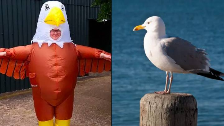 Kopshti zoologjik i Blackpool punëson persona të cilët do të vishen si zogj për t’i frikësuar pulëbardhat