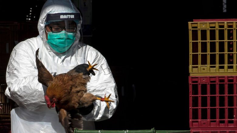 Një grua në Kinë vdiq nga gripi i shpendëve H3N8, që përhapet shumë rrallë te njerëzit, thotë OBSH