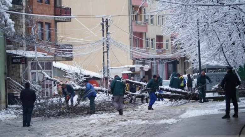 Rrëzohet një lis afër parkut në kryeqytet, bllokohet qarkullimi