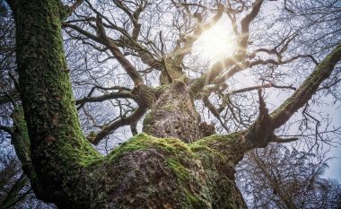 “Stërgjyshi” nga Kili: A do të thyejë rekordin e pemës më të vjetër në botë?