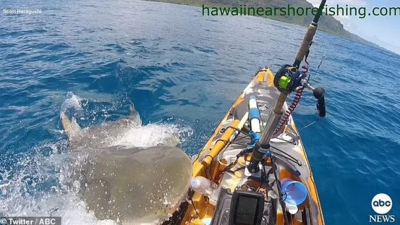 Kishte dalë për të lundruar me kajak brigjeve të Havait, momenti kur peshkatari për “një fije floku” i shpëton peshkaqenit 5-metërsh