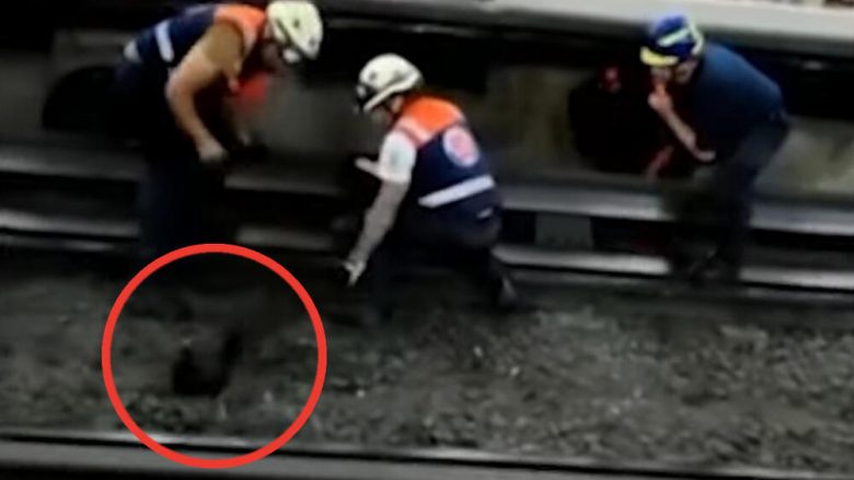 Bllokohet trafiku hekurudhor në Mexico City, pula “shëtit” në shina – autoritetet detyrohen të ndërpresin energjinë elektrike për ta larguar