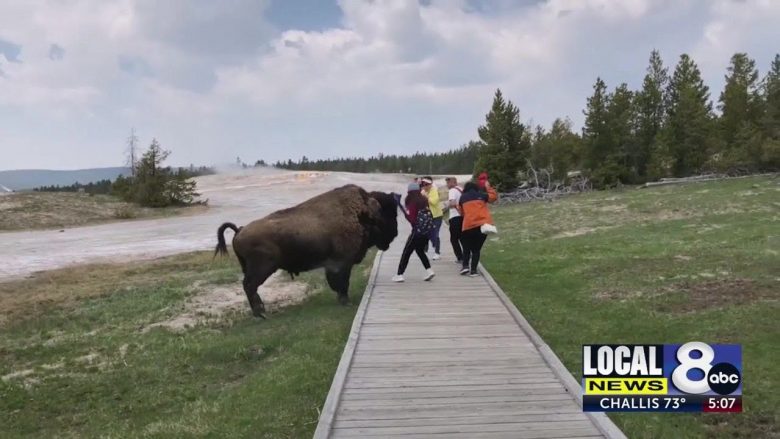 Deshi ta prekë dhe të bëjë selfie, turistja për pak sa nuk e pëson nga bizoni në parkun Yellowstone