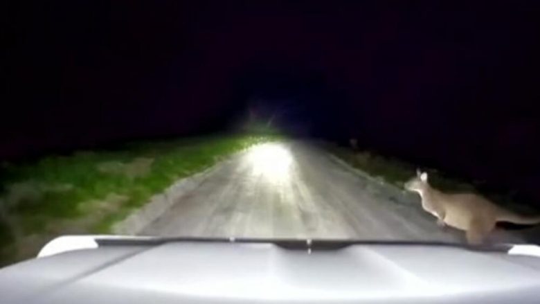 Po lëvizte me veturë natën në një rrugë me zhavorr, kanguri i shfaqet nga “askund” australianit – përplaset në xhamin e përparmë