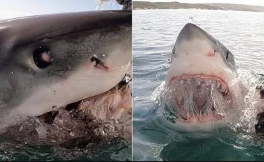 Peshkaqeni tmerron turistët britanikë në Afrikën e Jugut, u vërsulet në barkë – tregon dhëmbët e mprehtë