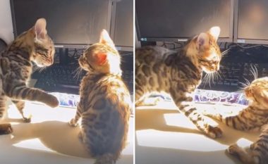 “Lufta më e lezetshme ndonjëherë”: Dy mace luftojnë për një vend në diell
