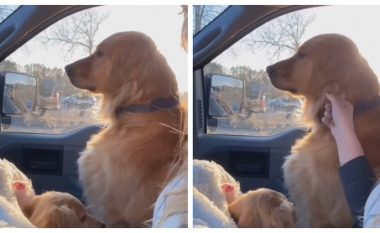 Qeni zemërohet me pronarin – videoja bëhet virale në rrjetet sociale