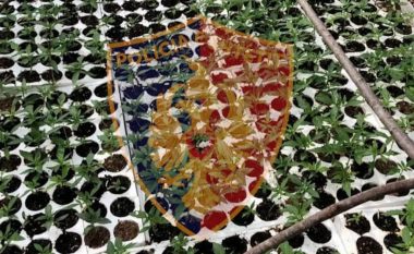 Droni i policisë zbulon parcelën me 500 rrënjë kanabis në Vaun e Dejës