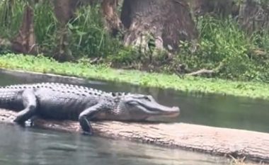Aligatori filloi t’i fërshëllejë gruas që lundronte pranë tij
