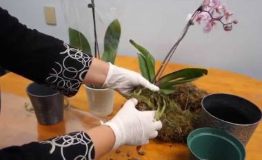 Si të shpëtoni orkidetë që kanë filluar të thahen? Mos i hidhni, veproni hap pas hapi kështu