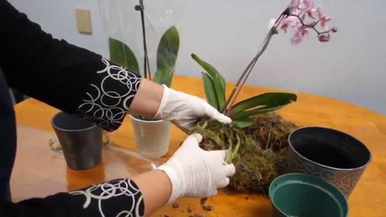 Si të shpëtoni orkidetë që kanë filluar të thahen? Mos i hidhni, veproni hap pas hapi kështu