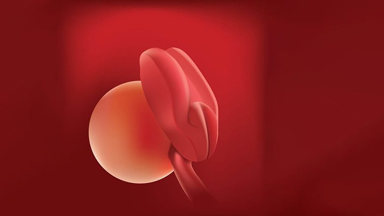 Java e katërt e shtatzënisë: Menstruacionet nuk vijnë dhe testi tregon një rezultat pozitiv