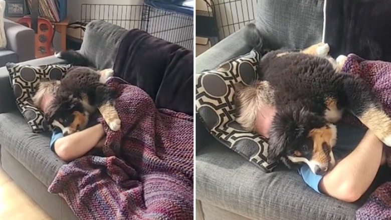 Pronari donte të bënte një sy gjumë, por qenushi i tij kishte plane të tjera