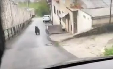 Autoritetet “në alarm”, një ari i humbur endet rrugëve të Sarajevës