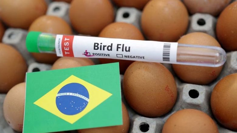 Brazili shpall një emergjencë gjashtëmujore pas gjetjes së disa rasteve të gripit të shpendëve