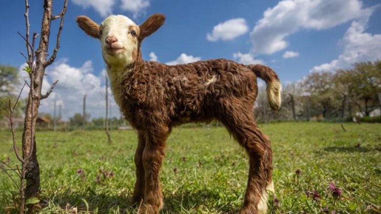 Në Kroaci lindi një qengj që u krijua duke kryqëzuar një dhi dhe një dele