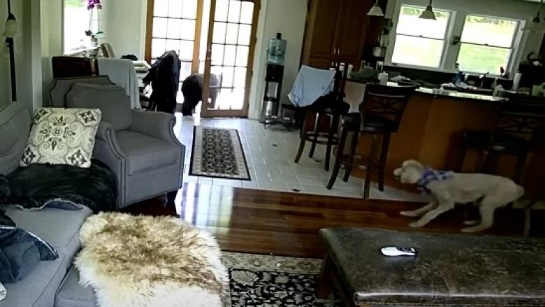 Një qen pati guximin të trembte një ari që endej në një shtëpi në Nju Jork – dhe e bëri këtë
