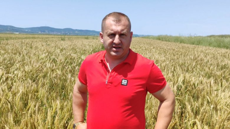 Lufta në Ukrainë shtoi parcelat me grurë në Shqipëri, pritet më shumë prodhim