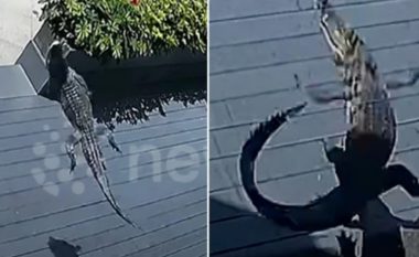 Aligatori bie nga kati i njëzet i një banese në Kinë – shpëton për mrekulli