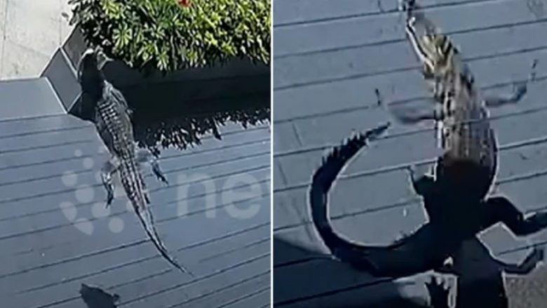 Aligatori bie nga kati i njëzet i një banese në Kinë – shpëton për mrekulli