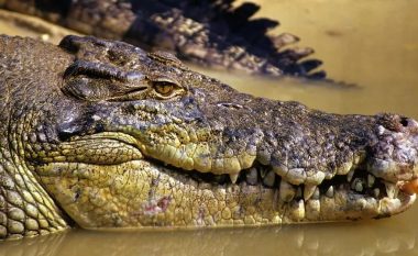 Dikush thotë se e dëgjoi duke bërtitur: Trupi i një peshkatari australian të zhdukur gjendet brenda një krokodili