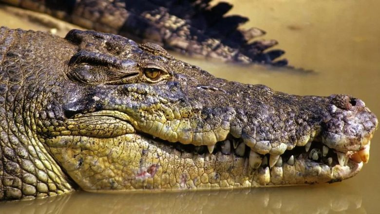Dikush thotë se e dëgjoi duke bërtitur: Trupi i një peshkatari australian të zhdukur gjendet brenda një krokodili