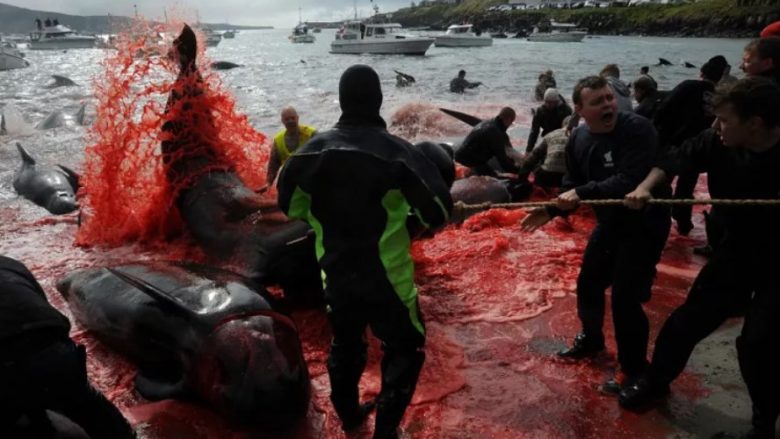 ‘Sport gjaku’ apo çfarë është kjo? Fillon therja masive e diskutueshme e balenave në Ishujt Faroe