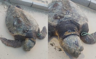 Vizitore e rrallë, breshka 50 kg del në bregdetin e Durrësit