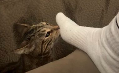 Macja nuhati erën e çorapeve dhe menjëherë u pendua