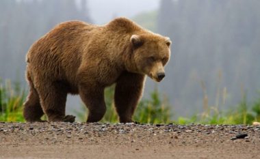 Një ari me dy këlyshë është kapur nga kamerat në një rrugë në Mavrovë