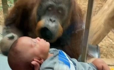 Majmuni në kopshtin zoologjik në SHBA goditi xhamin në përpjekje për t’i dhënë një puthje fëmijës