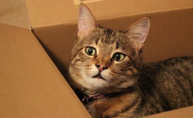 Pse macet tuaja i duan kutitë e kartonit?