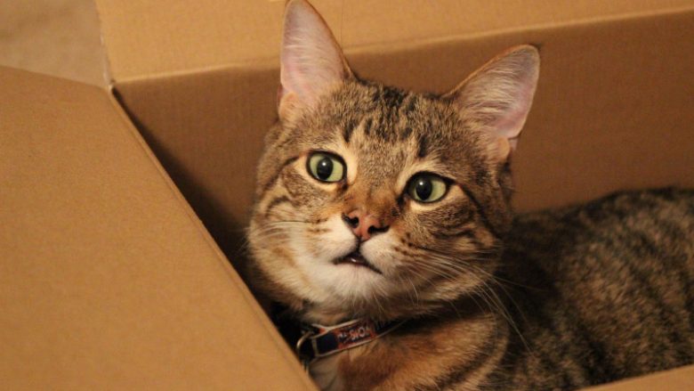 Pse macet tuaja i duan kutitë e kartonit?