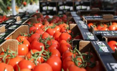 BE-ja kthen mbrapsht domaten shqiptare, çmimi për kg në Shqipëri bie deri në 18 cent