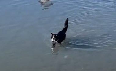 Një mace e pazakontë e do plazhin: Ajo noton, vrapon dhe argëtohet si një qen