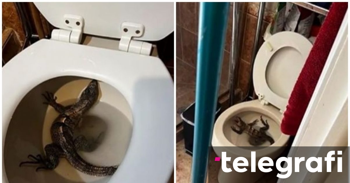 The American finds a lizard in the toilet bowl at his home - Telegraph ...