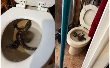 Amerikani gjen një hardhucë në guaskën e tualetit në shtëpinë e tij