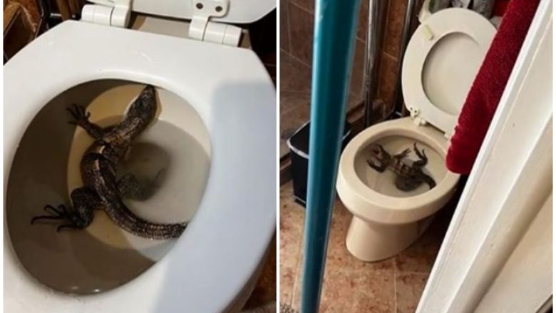 Amerikani gjen një hardhucë në guaskën e tualetit në shtëpinë e tij