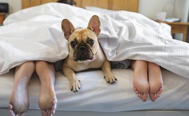 A e dini se qeni dhe macja juaj janë gjithashtu përgjegjëse për gjumin dhe gërhitjen?