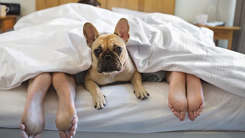 A e dini se qeni dhe macja juaj janë gjithashtu përgjegjëse për gjumin dhe gërhitjen?